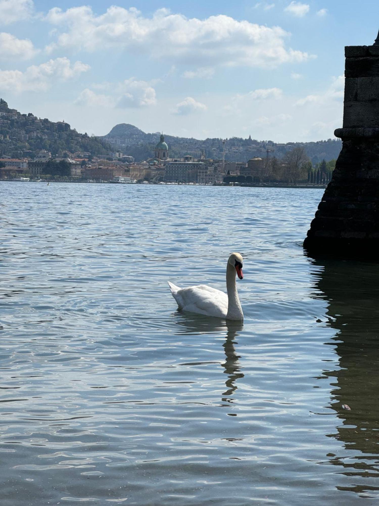 Portatorre Suite, A Charming Apartment In The Heart Of Como, Free Private Parking, Air Conditioning & More! Eksteriør billede